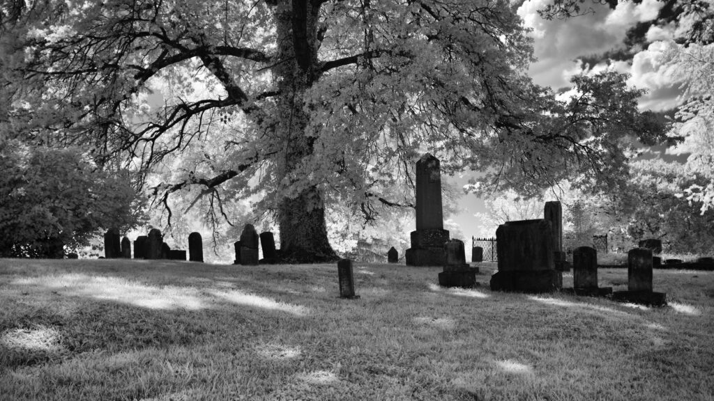 Under The Oak Tree